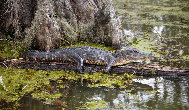 aligator u močvari