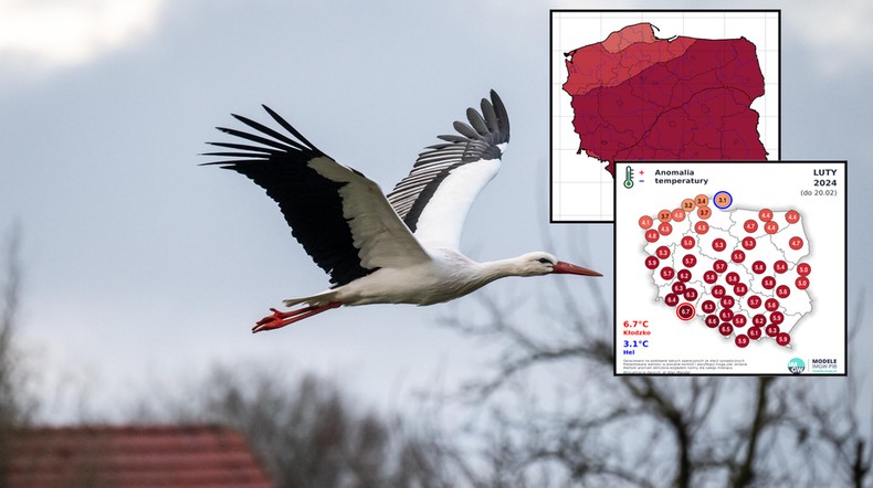 Ogromna szansa na rekordowo ciepły luty. Prognozy są jasne (mapy: meteomodel.pl/IMGW)