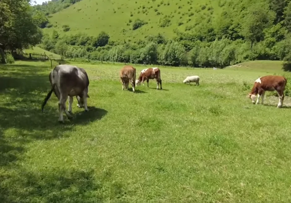 Sedin iz BIH kupio kravu i pokrenuo biznis