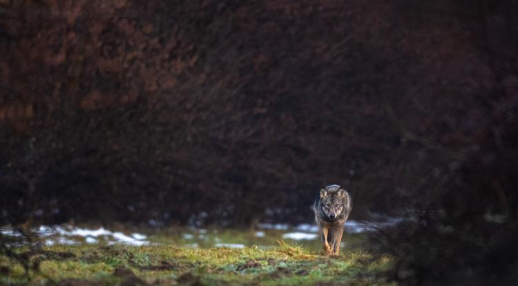 A környéken rendes embernek ismerik a farkasölőként elhíresült vadászt Fotó: Getty Images