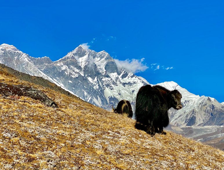 Jaki w drodze na Tabuche lookout. W tle Everest i Lhotse