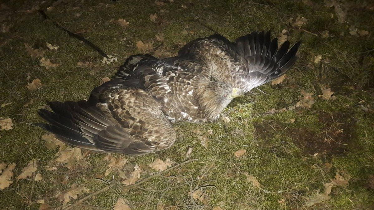 Godna naśladowania postawa jednego z mieszkańców Rudy Malenieckiej w gminy Radoszyce. Mężczyzna zauważył w lesie leżącego przy drodze ptaka, obok którego nie przejechał obojętnie. Jak się okazało, był to wycieńczony orzeł bielik, który w naszym kraju jest objęty ścisłą ochroną.