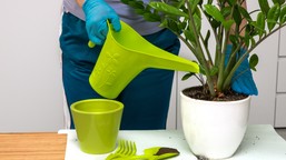 rozpuść łyżeczkę w szklance wody i podlej zamiokulkasa. będzie rósł jak szalony