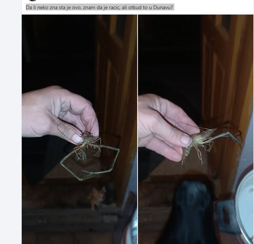 Stovrenje iz Dunava koje je zbunilo pecaroše