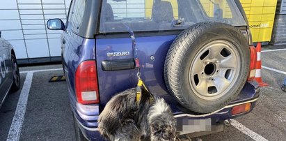 Szok w Bielsku-Białej. Pies zwisał z samochodu na szelkach. Interweniowała policja