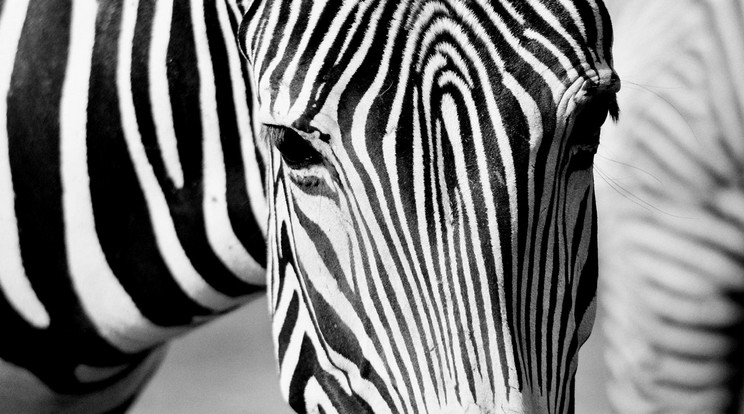 Zebra, ahogy mindenki ismeri: csíkos / Illusztráció: Northfoto