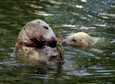 WARSZAWA ZOO POKAZY KARMIENIA