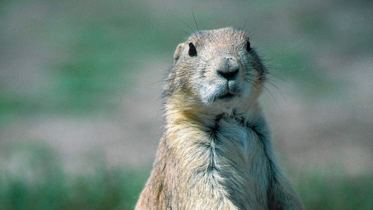 Wyremontowany pawilon małych ssaków został już udostępniony dla odwiedzających łódzki ogród zoologiczny. Mieszkające w nim zwierzęta mają więcej miejsca, a pawilon wyposażono m.in. w nowe aranżacje roślinne.