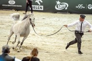 Pride of Poland konie arabskie Janów Podlaski MIchałów