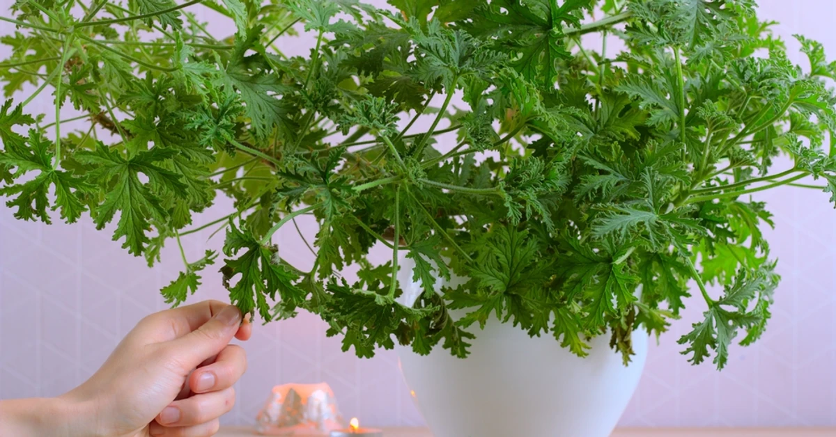 W PRL rosła w doniczce na każdym parapecie. Jest niezwykła, leczy i pięknie pachnie