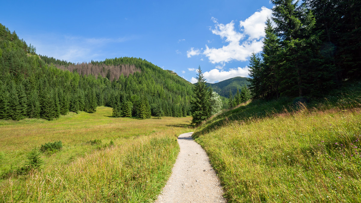 Tatry: żółty szlak przez Dolinę Jaworzynki zamknięty z powodu niedźwiedzi