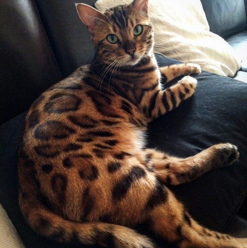 Kot bengalski wygląda jak połączenie lamparta z tygrysem