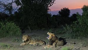 Jacob and Tibu, two lions who are brothers, resting in Uganda's Queen Elizabeth National Park.Alexander Braczkowski