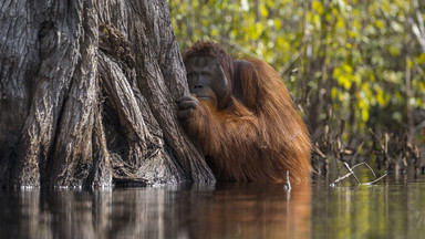 Zwycięzcy konkursu Nature Photographer of the Year 2017