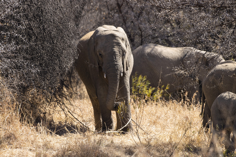 Słonie w rezerwacie