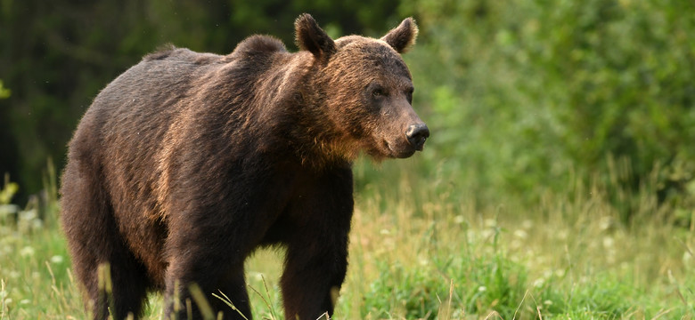 Niedźwiedzie w Bieszczadach są ciągle aktywne, ale gady i nietoperze już śpią