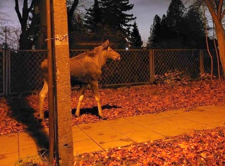 Łosie wybrały się na spacer po warszawskiej dzielnicy. Spowodowały korek