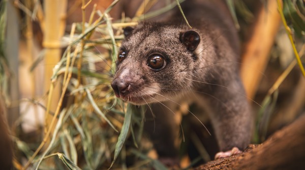 Kuskus ziemny zamieszkał we wrocławskim zoo