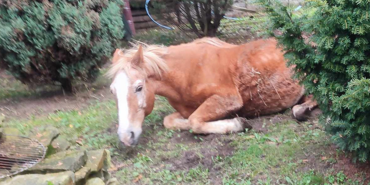 Była o włos od śmierci, a teraz jest jak dziki mustang.