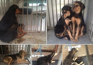 Mučeni psi Pančevo