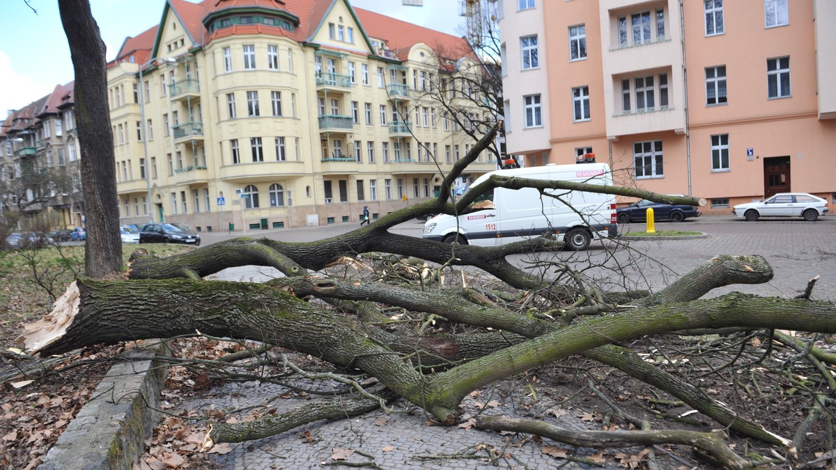 SZCZECIN WICHURA USUWANIE SKUTKÓW (usuwanie powalonych drzew)