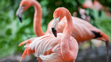 Jaja flamingów zagrożone podczas lotu. Akcja ratunkowa na pokładzie samolotu