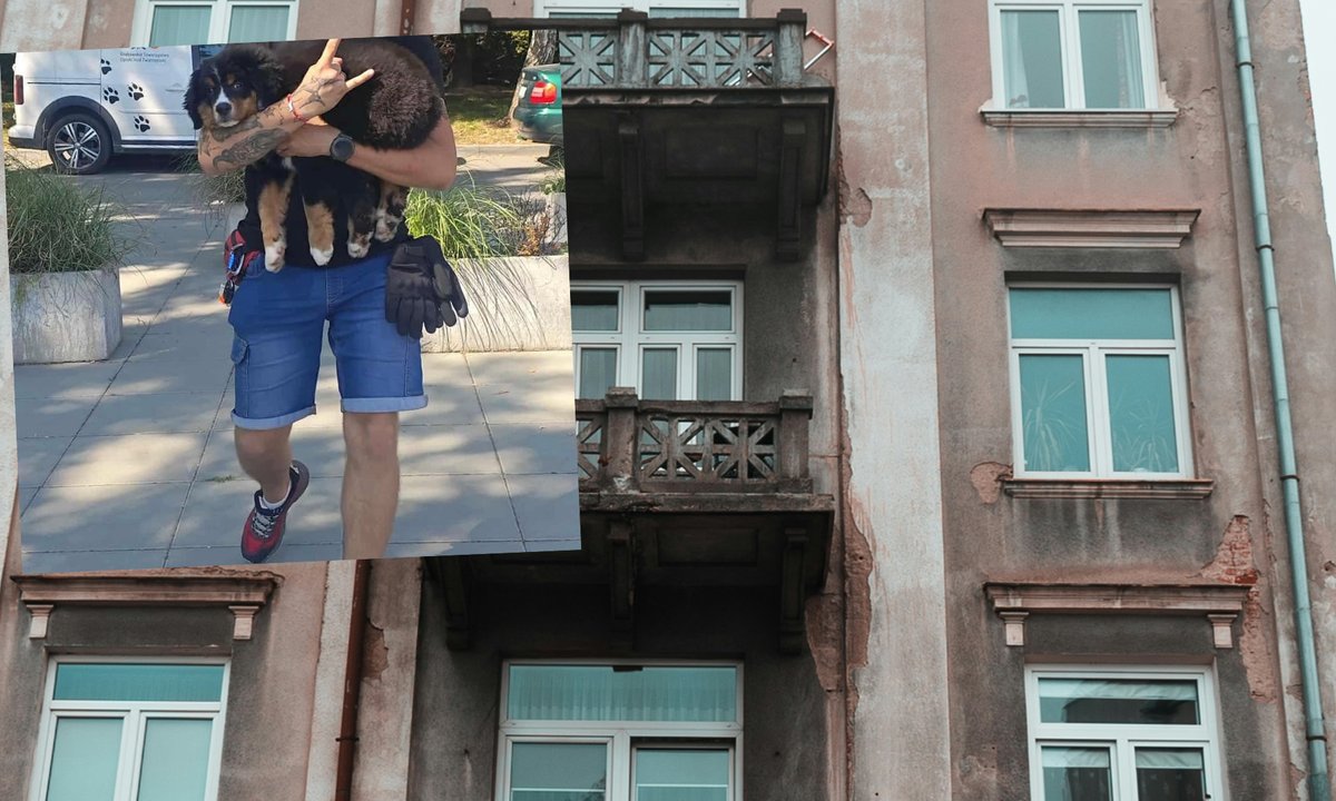 Świnka została wyrzucona przez okno. W mieszkaniu było więcej zwierząt