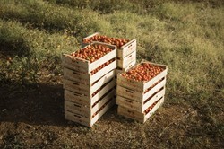 Hiszpania zdetronizowana. Kto eksportuje najwięcej pomidorów do Unii Europejskiej?