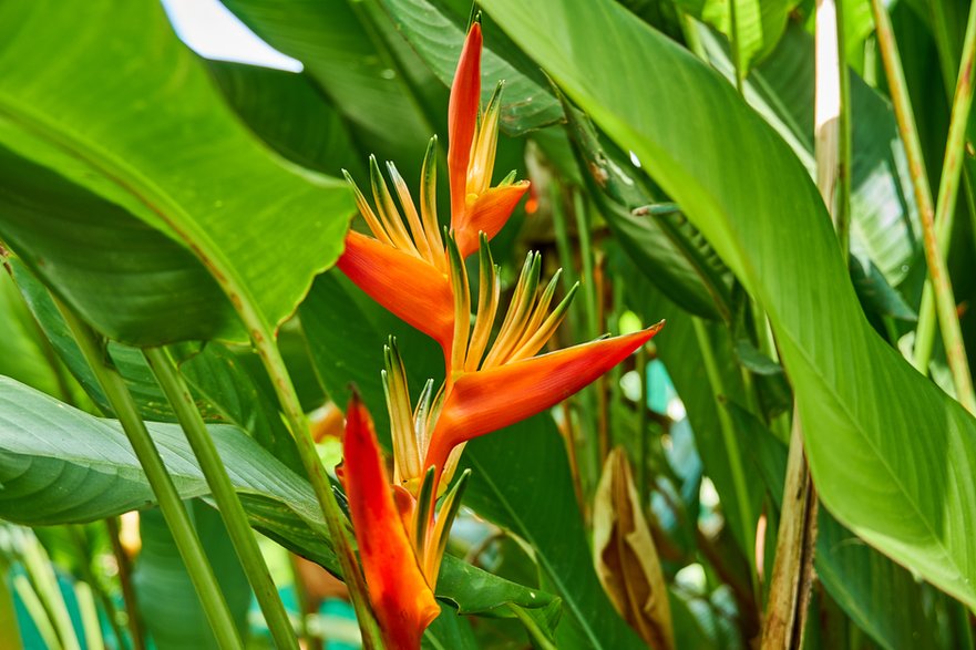 Helikonia papuzia- The Nature Guy/stock.adobe.com