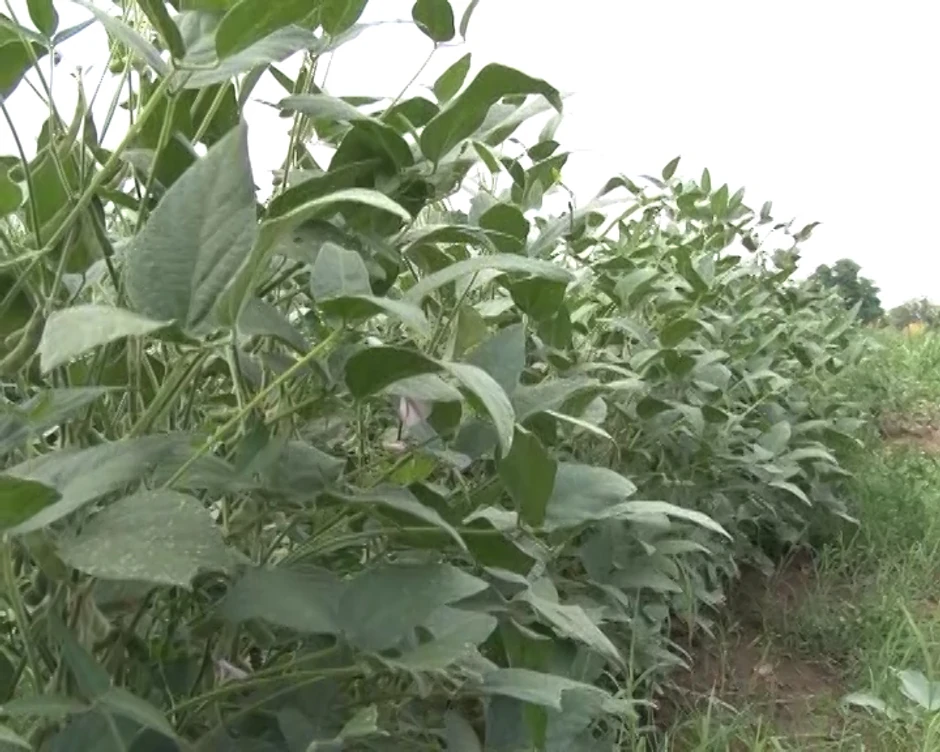 Rendi Konstant je godinama prodavao neorgansku soju i kukuruz kao organsku