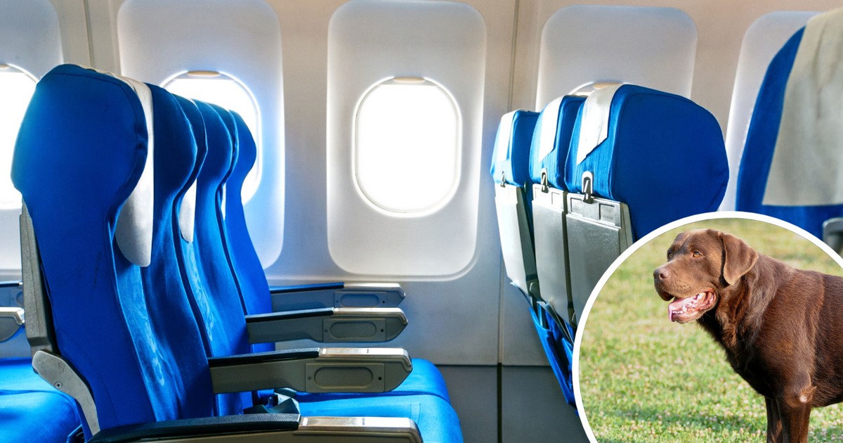 Prawdziwa rewolucja w liniach lotniczych. Chodzi o duże psy i ich właścicieli