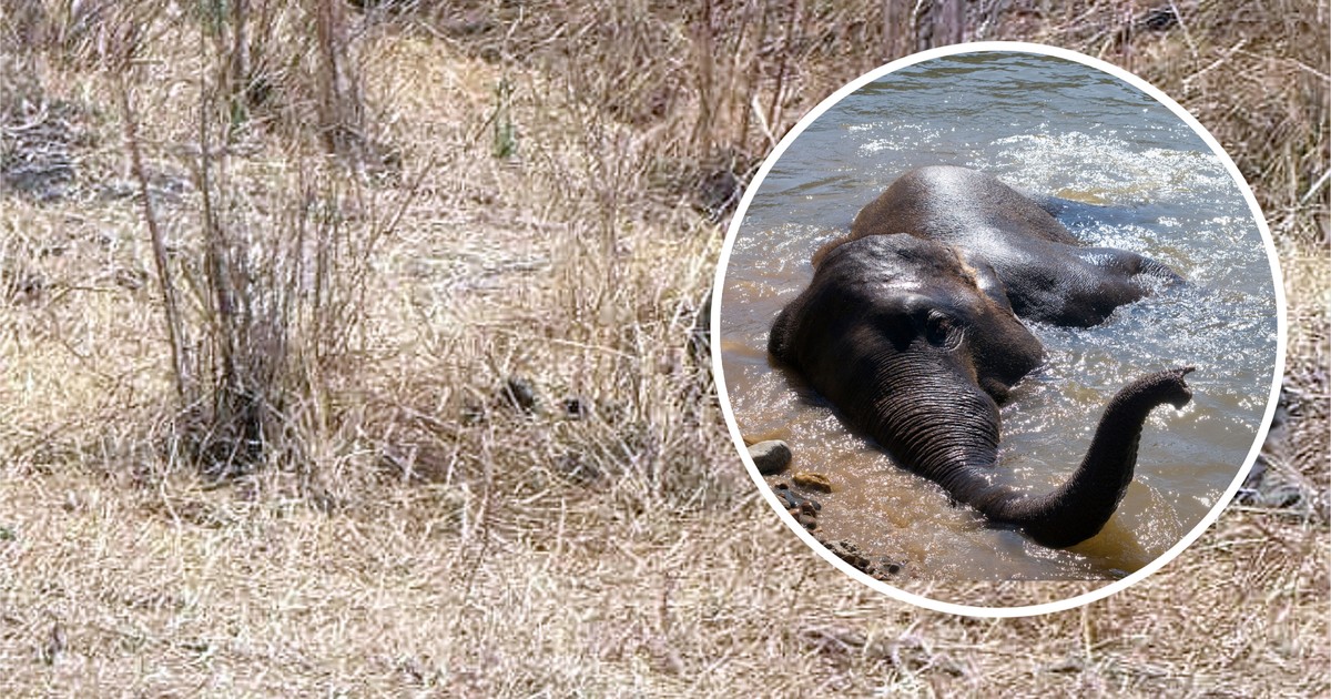 Dzikie zwierzę zabiło 20 osób. Wciąż jest na wolności. "Sytuacja bez precedensu"