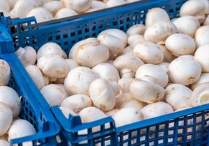 Kako za 10 sekundi proveriti svežinu šampinjona u prodavnici 