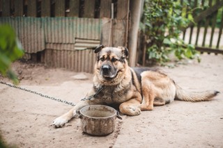 Za trzymanie zwierząt zimą na dworze grozi surowa kara. Przepisy dotyczą nie tylko psów i kotów