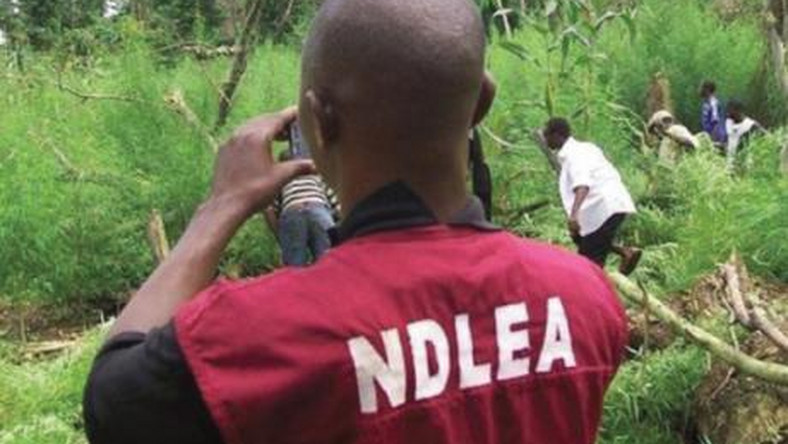 Image result for ndlea