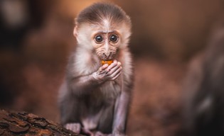 Małpi baby boom trwa w najlepsze!