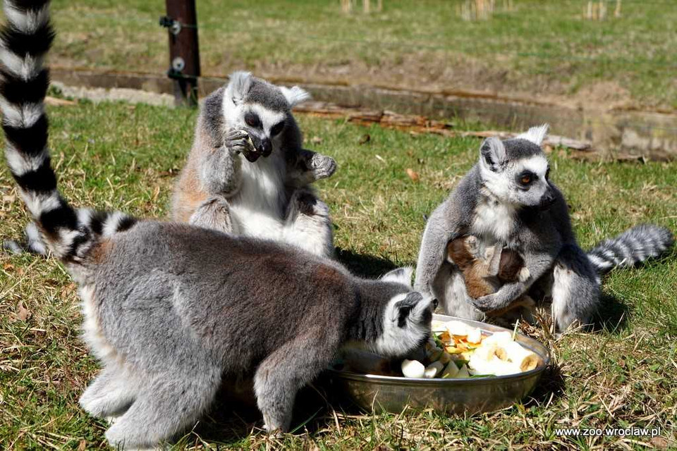 We wrocławskim zoo urodziło się sześć lemurów