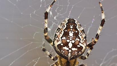 Nem is gondolná! A pókok többet szexelnek orálisan, mint Ön - Videó