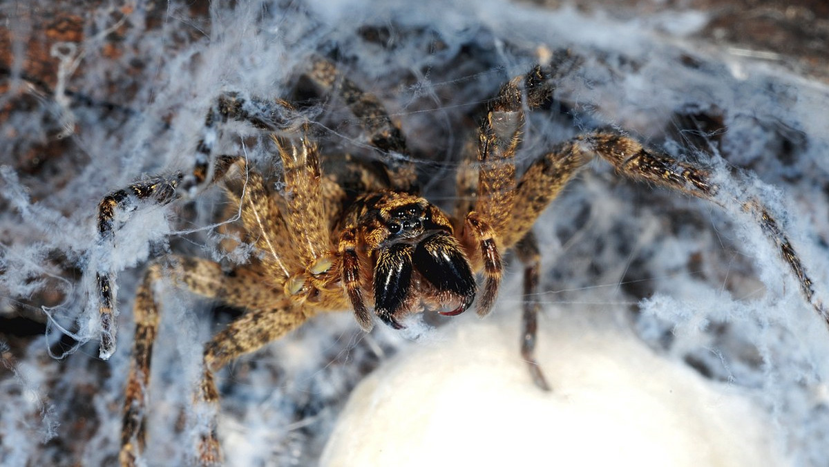 Jadowity pająk Nosferatu jest już w Niemczech. Czy dotrze także do Polski? 