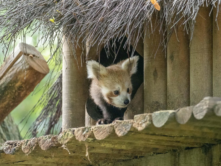 Panda mała poznaje świat 