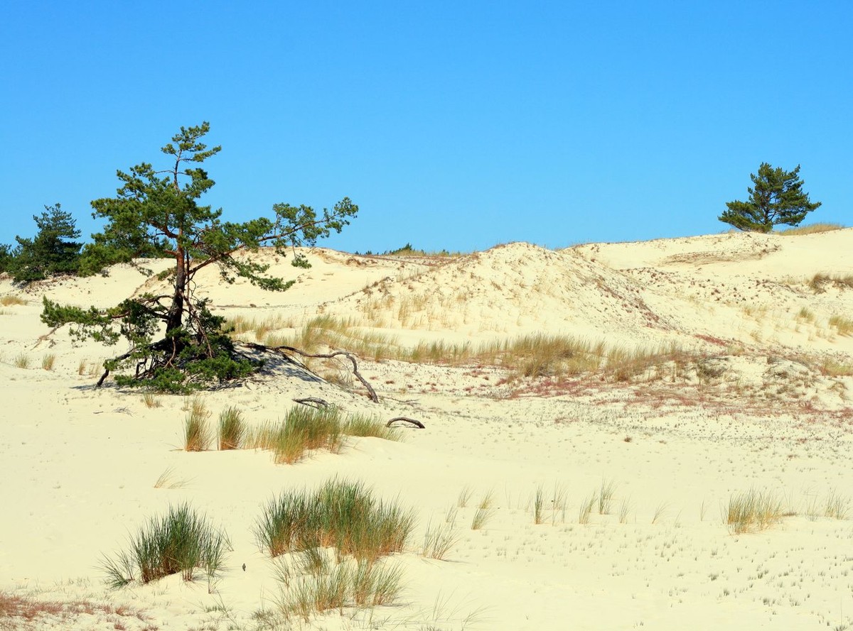 Polska Sahara koło Łeby. Plaże i wędrujące wydmy