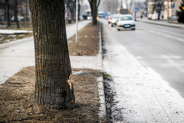 Niemcy zbadają limuzynę Beaty Szydło. Z jaką prędkością jechało rządowe Audi?