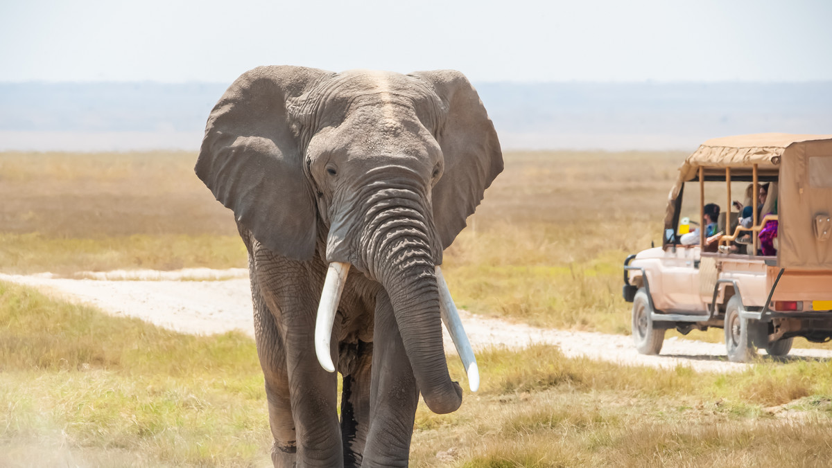 Botswana - wczasy wśród dzikiej przyrody
