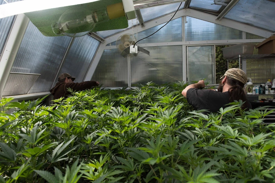 Bolje su plaćeni na plantažama koje drže Amerikanci