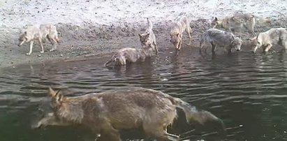 Niezwykły widok na Kujawach. Tak wataha wilków ratowała się przed upałem