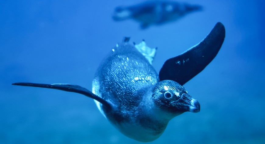 AI pomoże w liczeniu pingwinów przylądkowych