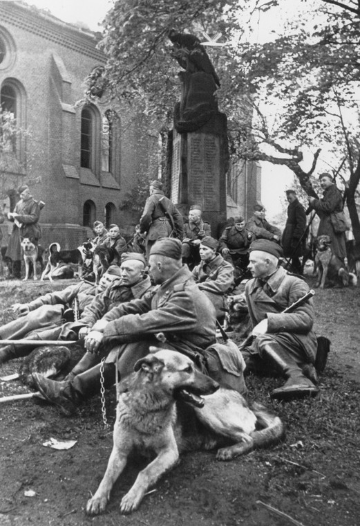 Sowiecki oddział wykrywający miny z psami tropiącymi - Berlin, kwiecień 1945 r.