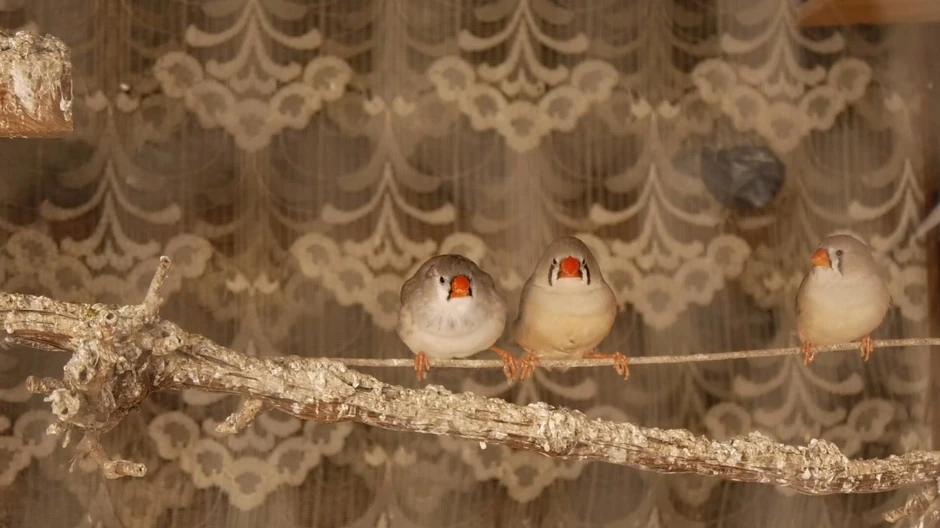 Pernato carstvo u čačanskom naselju Trnava