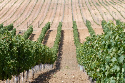 Klimat uderza w winiarzy. Burze niszczą zbiory, upał przyspiesza winobranie