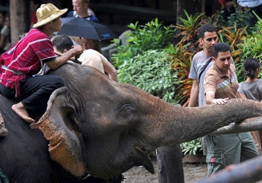 THAILAND - ELEPHANT - TOURISM